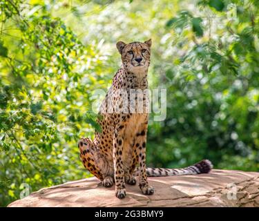 Ein Gepard sitzt auf einem Felsen mit viel Grün dahinter. Stockfoto