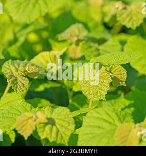 Junge Blätter der Hasel, Corylus avellana Stockfoto