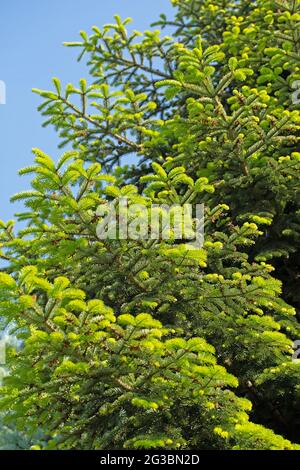 Junge Triebe der Nordmann-Tanne, Abies nordmanniana Stockfoto