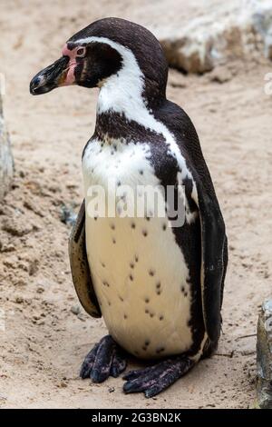 Nahaufnahme eines afrikanischen Pinguins. Stockfoto