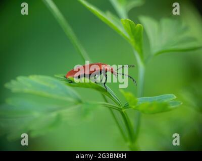 Pyrochroa serraticornis aka Rotkopfkäfer, auf Blatt. NB schmale Feldunterschreitung, um unscharfen Hintergrund und Kopiebereich zu erreichen. Stockfoto
