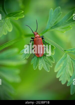 Pyrochroa serraticornis aka Rotkopfkäfer, auf Blatt. NB schmale Feldunterschreitung, um unscharfen Hintergrund und Kopiebereich zu erreichen. Stockfoto