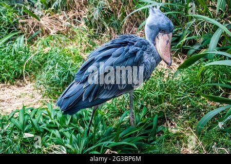 Schuhschnabel oder Walkopf oder Storch (Balaeniceps Rex) im Prager Zoo Stockfoto