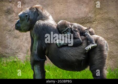 Westliche Tieflandgorilla (Gorilla Gorilla Gorilla) im Prager Zoo Stockfoto