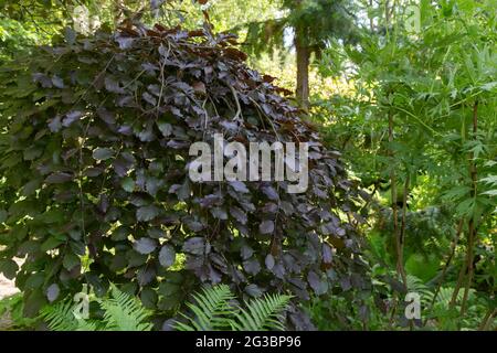 Eine weinende violette Buche in York Gate Garden, Leeds, Yorkshire, England. Stockfoto