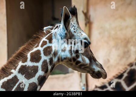 Rothschilds Giraffe (Giraffa Camelopardalis rothschildi) im Prager Zoo Stockfoto