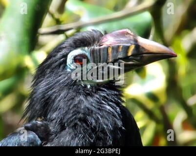 WEIBLICHE VISAYAN TARICTIC HORNBILL, BIRDWORLD, FARNHAM , SURREY PIC MIKE WALKER 2021 Stockfoto