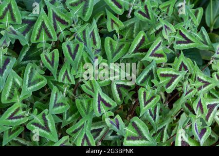 Persicaria Microcephala Nahaufnahme. Diese Pflanze hat herzförmige, bunte Blätter. Stockfoto