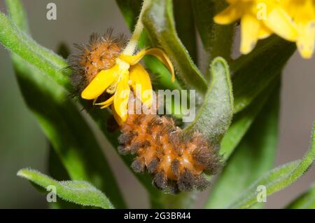 Unerwartete Zyknien, Cycnia collaris, Larven füttern auf Orange Milk, Asclepias tuberosa Stockfoto