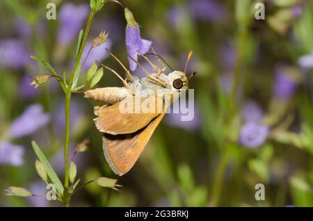 Südlicher Bruchstrich, Polites otho, Nektaring aus Kalkstein Calamint, Clinopodium glabrum Stockfoto