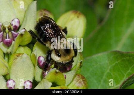 Biene mit braunen Bäuchen, Bombus griseocollis, auf der Nahrungssuche auf grünem Milchkraut, Asclepias viridis Stockfoto