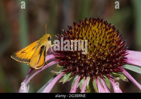 Delaware Skipper, Anatrytone Logan, männliche nectaring aus Sonnenhut, Echinacea angustifolia Stockfoto
