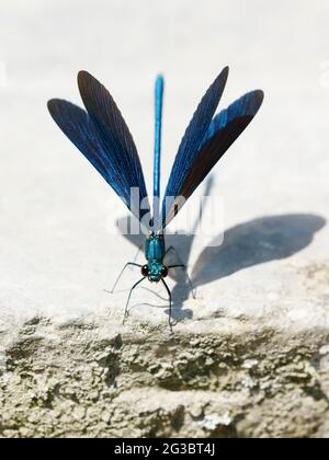 Das schöne Männchen Demoiselle (Calopteryx virgo) siedelte sich auf einem Felsen mit ausgebreiteten Flügeln an Stockfoto