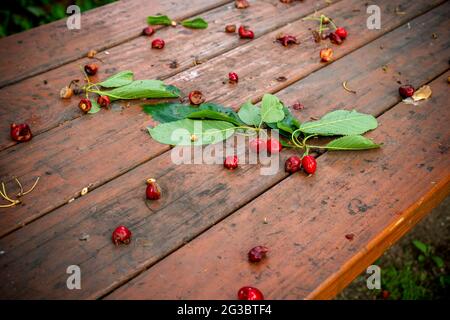 New York, USA. Juni 2021. Kirschen, die am Montag, den 14. Juni 2021, von einem Kirschbaum in einem Gemeinschaftsgarten gefallen sind, verfaulen. (ÂPhoto von Richard B. Levine) Quelle: SIPA USA/Alamy Live News Stockfoto