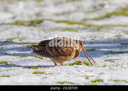 Eurasischer Waldhahn (Scolopax rusticola) auf schneebedeckter Wiese im Winter Stockfoto