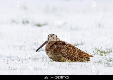Eurasischer Waldhahn (Scolopax rusticola) ruht im Winter auf schneebedeckter Wiese Stockfoto