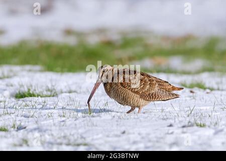 Eurasischer Waldhahn (Scolopax rusticola), der im Winter Wurm auf schneebedeckter Wiese frisst Stockfoto