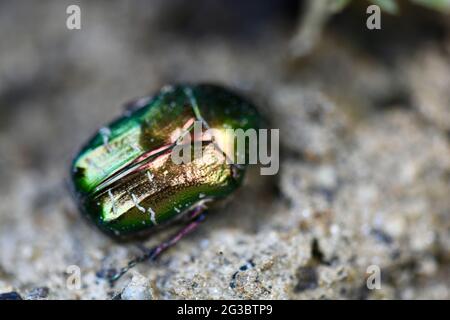 Cetonia aurata - goldglanzender Rosenkäfer - tot im Hochbeet Stockfoto