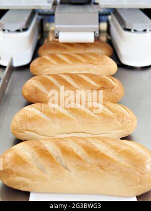 Laibe Weißbrot auf einem Förderband Stockfoto