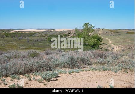 Die Great Sandhills (Sand Hills) in der Nähe von Scepter, Saskatchewan, Kanada Stockfoto