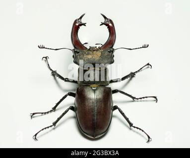 Männlicher Europäischer Hirschkäfer (Lucanus cervus) isoliert auf weißem Hintergrund. Stockfoto