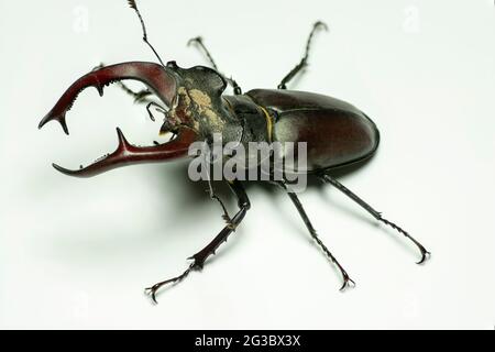 Männlicher Europäischer Hirschkäfer (Lucanus cervus) isoliert auf weißem Hintergrund. Stockfoto