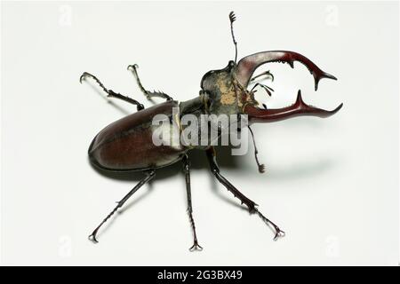 Männlicher Europäischer Hirschkäfer (Lucanus cervus) isoliert auf weißem Hintergrund. Stockfoto