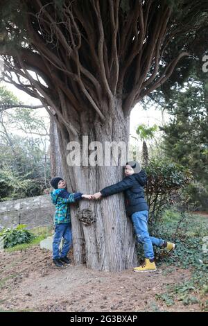 Die Kinder umarmen den Zypressenbaum im Gursuf Park, Krim Stockfoto