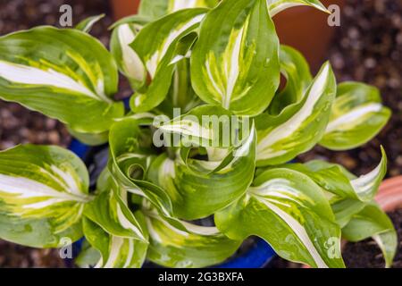 Grün-weiße bis gelb gefärbten Blätter einer Hosta undulata, die im Frühjahr in einem Blumentopf in einem Garten in Surrey, südöstlich von Egland, wächst Stockfoto