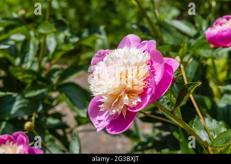 Große Blüten von spektakulärem Pink und Creme Peony 'Bowl of Beauty', die im Sommer in einem Garten in Surrey, Südostengland, blühen Stockfoto