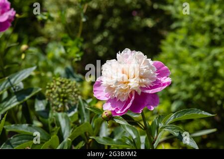 Große Blüten von spektakulärem Pink und Creme Peony 'Bowl of Beauty', die im Sommer in einem Garten in Surrey, Südostengland, blühen Stockfoto