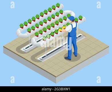 Isometrisches pflanzliches hydroponisches System, moderne Gewächshaus-Smart-Plant-Beete, Gärtner, hydroponische und aeroponische Systeme. Bio-Landwirtschaft in der Stock Vektor