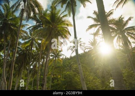 Auf der Insel Gam, in Raja Ampat, West-Papua, Indonesien, wächst ein tropischer Wald aus hohen Palmen, durchbohrt von den Strahlen der Abendsonne Stockfoto