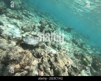 Schildkrötenschildkröte - Eretmochelys imbricata schwimmt unter Wasser. Malediven Korallenriff im Indischen Ozean. Stockfoto