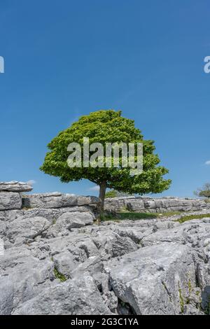 Ein einsamer Baum wächst zwischen den Rändern des Kalksteinpflasters bei Newbiggin Crag, in Cumbria, Nordwestengland. Stockfoto