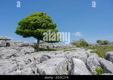 Ein einsamer Baum wächst zwischen den Rändern des Kalksteinpflasters bei Newbiggin Crag, in Cumbria, Nordwestengland. Stockfoto