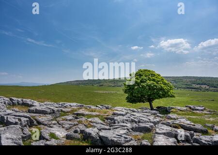 Ein einsamer Baum wächst zwischen den Rändern des Kalksteinpflasters bei Newbiggin Crag, in Cumbria, Nordwestengland. Stockfoto