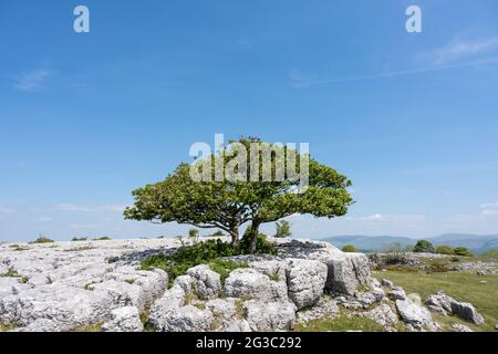 Ein einsamer Baum wächst zwischen den Rändern des Kalksteinpflasters bei Newbiggin Crag, in Cumbria, Nordwestengland. Stockfoto