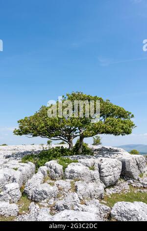 Ein einsamer Baum wächst zwischen den Rändern des Kalksteinpflasters bei Newbiggin Crag, in Cumbria, Nordwestengland. Stockfoto