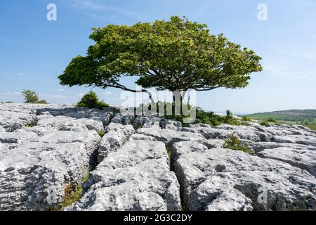 Ein einsamer Baum wächst zwischen den Rändern des Kalksteinpflasters bei Newbiggin Crag, in Cumbria, Nordwestengland. Stockfoto