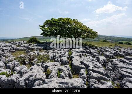 Ein einsamer Baum wächst zwischen den Rändern des Kalksteinpflasters bei Newbiggin Crag, in Cumbria, Nordwestengland. Stockfoto