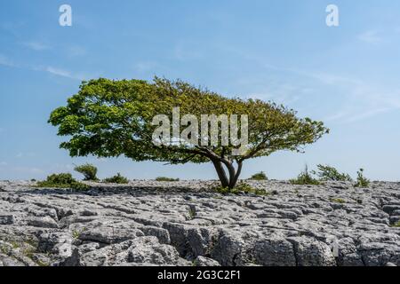 Ein einsamer Baum wächst zwischen den Rändern des Kalksteinpflasters bei Newbiggin Crag, in Cumbria, Nordwestengland. Stockfoto