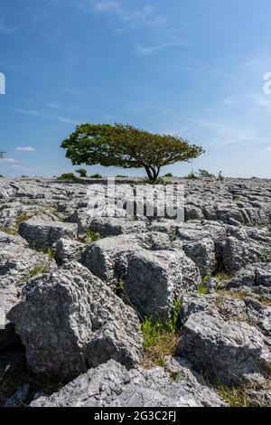 Ein einsamer Baum wächst zwischen den Rändern des Kalksteinpflasters bei Newbiggin Crag, in Cumbria, Nordwestengland. Stockfoto