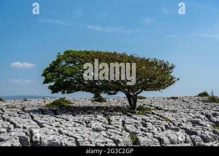 Ein einsamer Baum wächst zwischen den Rändern des Kalksteinpflasters bei Newbiggin Crag, in Cumbria, Nordwestengland. Stockfoto