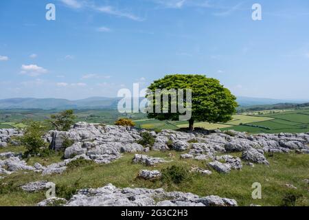 Ein einsamer Baum wächst zwischen den Rändern des Kalksteinpflasters bei Newbiggin Crag, in Cumbria, Nordwestengland. Stockfoto