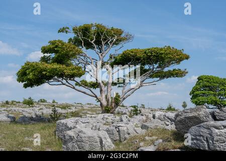 Ein einsamer Baum wächst zwischen den Rändern des Kalksteinpflasters bei Newbiggin Crag, in Cumbria, Nordwestengland. Stockfoto