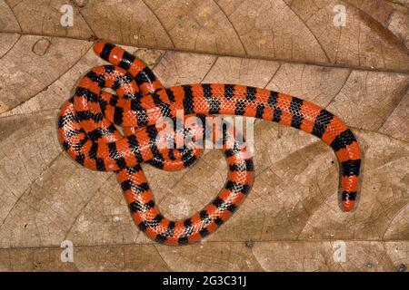 Korallenpipesnake (Anilius scetale), Provinz Orellana, Ecuador Stockfoto