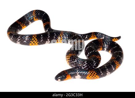 Black Ground Snake (Atractus elaps) eine falsche Koralle mit Bändern wie eine Korallenschlange, ist aber harmlos. Orellana Provinz, Ecuador Stockfoto