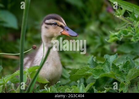 Ein Stockenten-Küken steht in langem Laub und erkundet die Welt um ihn herum. Stockfoto