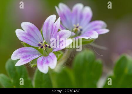 Makroaufnahme von Tauben Fuß Geranie (Geranium molle) Blühende Blumen Stockfoto